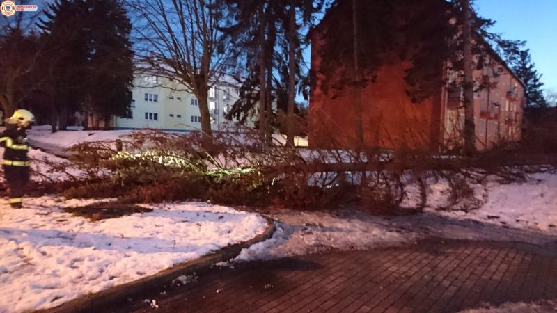 19. 1. 2018 - Odstranění padlého stromu, Lidická ul.