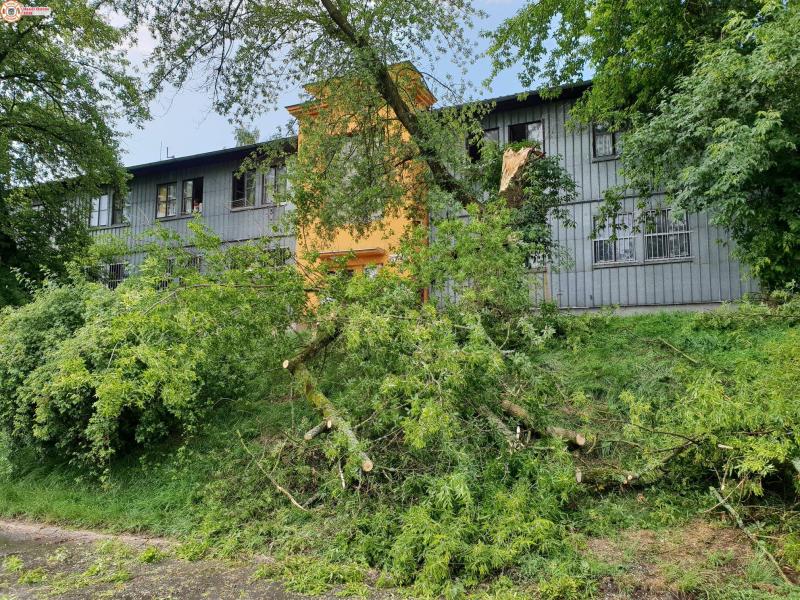 10. 6. 2018 - Odstranění padlého stromu, Krušnohorská ul.